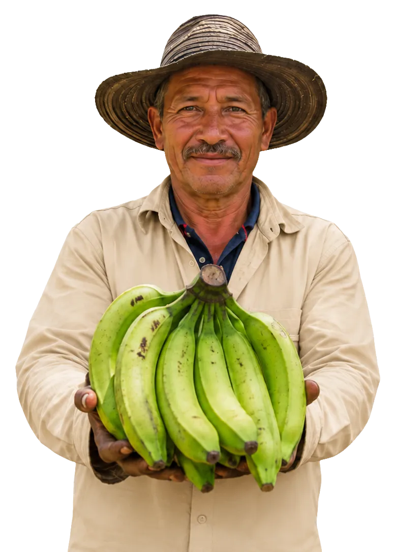 Agricultor de plátano santandereano