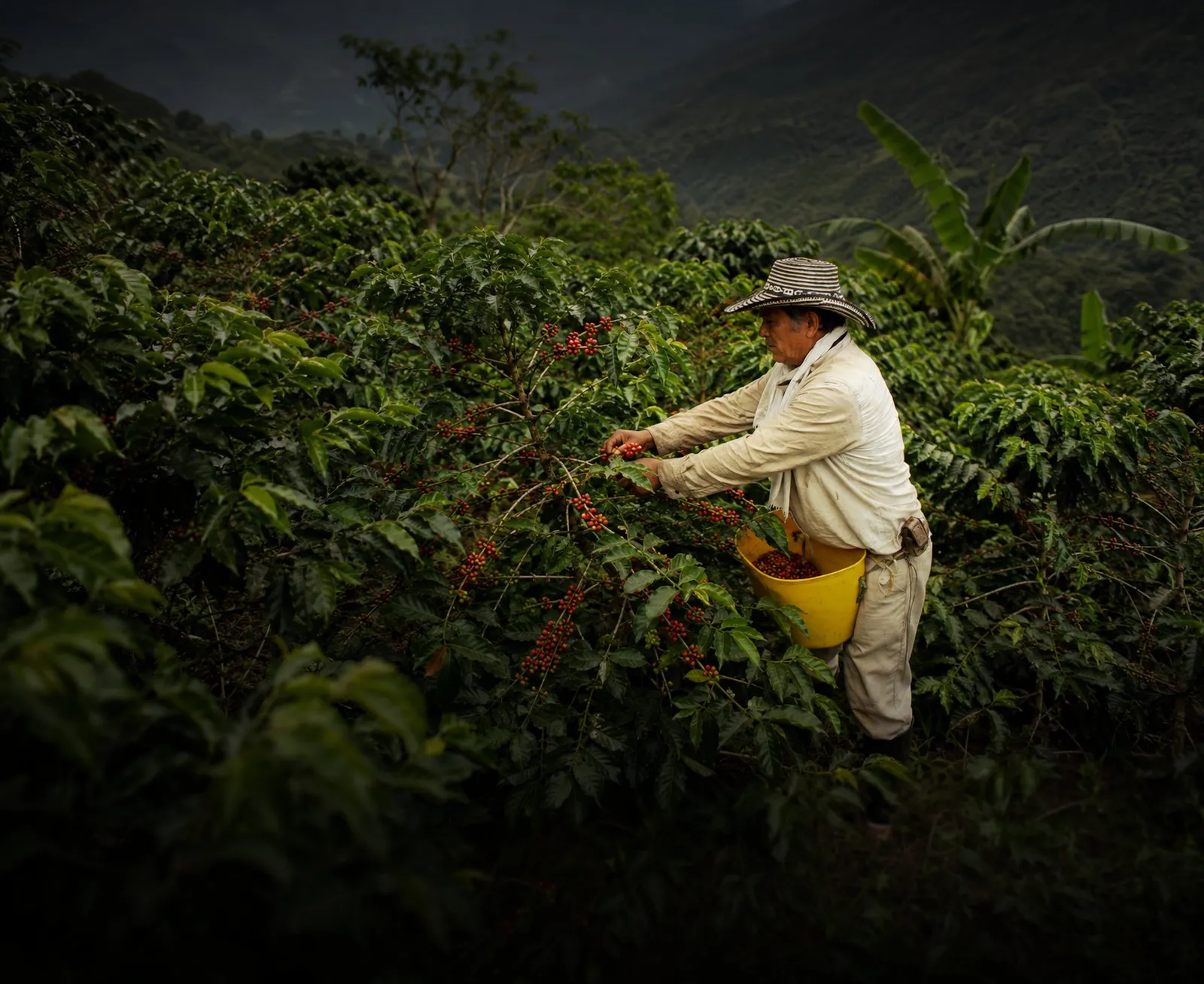 Agricultor cosechando café en una finca de Santander