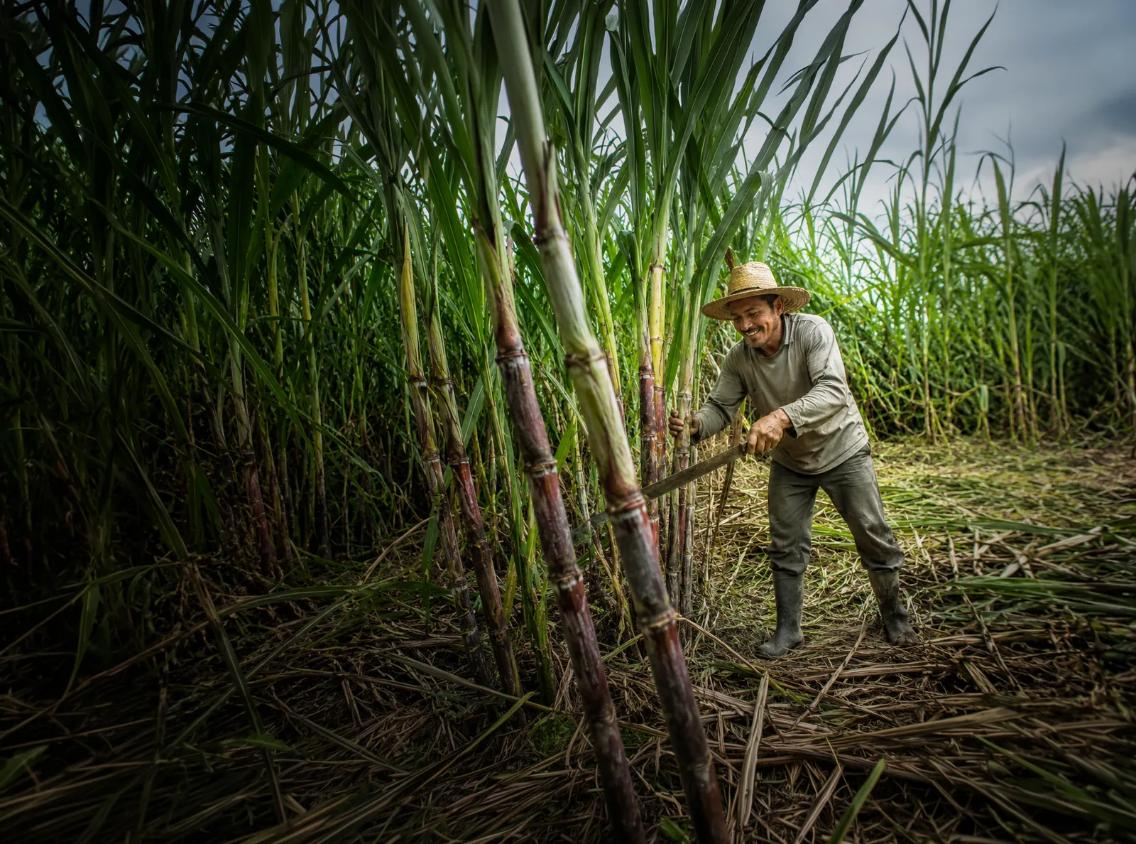Agricultor cosechando caña